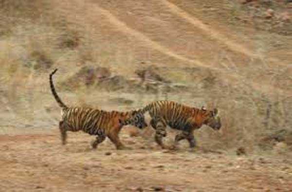 लापता शावक का अभी तक नहीं मिला सुराग लापता शावक का अभी तक नहीं मिला सुराग